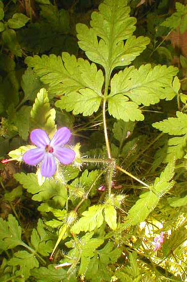Herb Robert - Geranium Robertianum